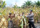 Gemuruh Panen Jagung Ketapang, Polsek Tanah Putih dan Petani Ukir Sejarah Sinergi Luar Biasa
