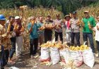 Panen Jagung Program Kapolda Riau Sukses, Lahan di Sungai Simpang Dua Hasilkan Ratusan Kilogram