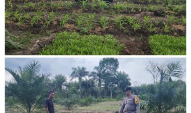 Bhabinkamtibmas Bukit Kapur Dampingi Petani Cek Perkembangan Jagung Pipil, Tanaman Tumbuh Subur di Lahan 1,5 Hektar