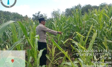 Hadapi Kemarau dan Hama Ulat, Bhabinkamtibmas Pandau Jaya Dampingi Kelompok Tani Pantau Tanaman Jagung Pipil