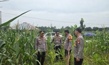 Kapolsek Siak Hulu Tinjau Jagung Pipil di Lahan Ponpes Ma'had Islam Riau, Prediksi Panen 20 Mei 2026