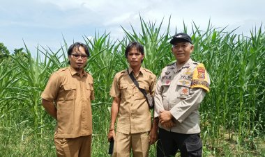 Bhabinkamtibmas Kumbara Utama Dampingi Kelompok Tani Tunas Harapan, Kawal Jagung Pipil dari Tanam hingga Strategi Pemasaran