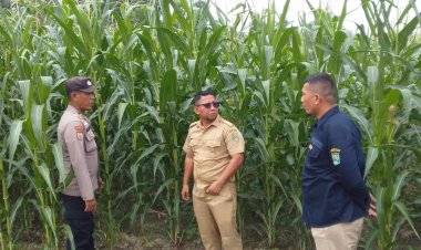 Memasuki Masa Pembuahan, Bhabinkamtibmas Seminai dan Dinas Pertanian Monitor Jagung Pipil di Lahan Polsek Kerinci Kanan