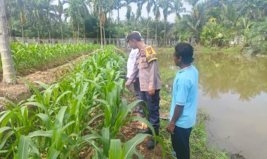 Dukung Ketahanan Pangan, Bhabinkamtibmas dan Penghulu Cek Lahan Jagung Pipil di Gabung Makmur