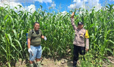 Optimalkan Hasil Panen, Bhabinkamtibmas Polsek Kerinci Kanan Dampingi Penyemprotan Pupuk Lahan Jagung