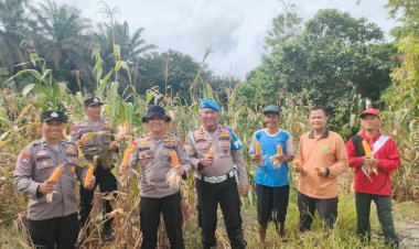Dukung Ketahanan Pangan, Tiga Desa Binaan Polsek Kampar Kiri Hilir Hasilkan 3 Ton Jagung Pipil