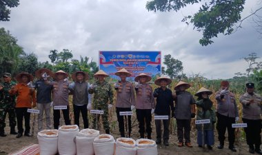 Dukung Program Pemerintah, Polsek Kampar Gelar Panen Jagung Serentak di Ranah Singkuang