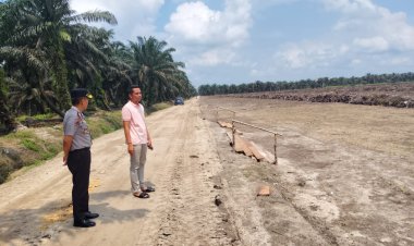 Dukung Ketahanan Pangan, Kapolsek Siak Hulu Cek Progres Kebun Jagung 10 Hektare di Pangkalan Baru