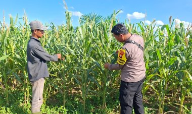 Bukan Sekadar Jaga Kamtibmas, Bhabinkamtibmas Polsek Bagan Sinembah Turun Langsung ke Lahan Jagung Dukung Asta Cita
