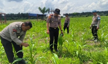 Kapolsek Kerinci Kanan Turun Langsung Monitoring Lahan Ketahanan Pangan Jagung Pipil di Bukit Agung