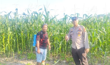Bhabinkamtibmas Kampung Jati Mulya Awasi Penyemprotan Insektisida Jagung Pipil Dukung Ketahanan Pangan Nasional