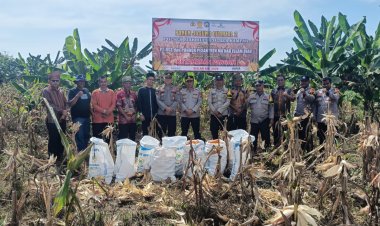 Polsek Siak Hulu Bersama Ponpes MIR Sukses Panen 1,3 Ton Jagung Pipil Dukung Ketahanan Pangan Nasional