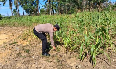 Polsek Bagan Sinembah Awasi Jagung Pipil Demi Suksesnya Program Strategis Ketapang