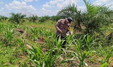 Jagung Pipil Tumbuh Subur, Polsek Bagan Sinembah: Ini Komitmen Polri untuk Pangan