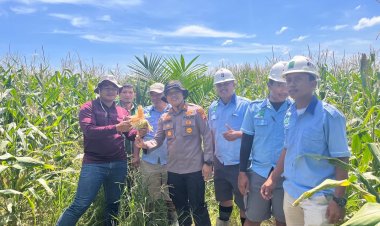 Polsek Kerinci Kanan Monitoring Kebun Jagung di Lahan PT MSSP, Temukan Hama Lalat Buah Menyerang Tanaman