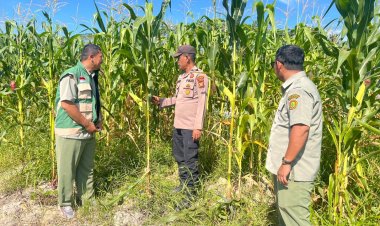 Bhabinkamtibmas Polsek Kerinci Kanan Bersama PPL Cek Kebun Jagung Samping Mako, Tanaman Mulai Berbuah