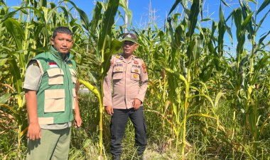 Kawal Ketahanan Pangan di Buatan Baru, Brigadir Malik F Affandy Turun Langsung Cek Kebun Jagung Warga