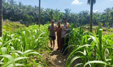 Kawal Ketahanan Pangan di Gabung Makmur, Brigadir Cevi Budiawan Cek Kebun Jagung Berusia 46 Hari