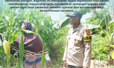 Polisi Cinta Petani, Bhabinkamtibmas Desa Tanah Merah Tinjau Lahan Jagung Warga