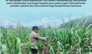 Bhabinkamtibmas Desa Pandau Jaya Aktif Dampingi Petani, Cek Kondisi Jagung Pipil