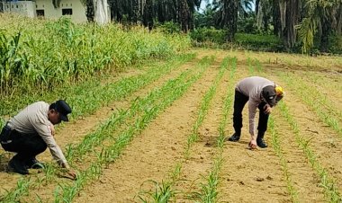 Bukan Sekadar Jaga Kamtibmas, Polsek Bagan Sinembah Pantau Langsung Tanaman Jagung Pipil