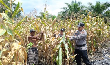 Gemuruh Panen Jagung Ketapang, Polsek Tanah Putih dan Petani Ukir Sejarah Sinergi Luar Biasa