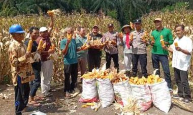 Panen Jagung Program Kapolda Riau Sukses, Lahan di Sungai Simpang Dua Hasilkan Ratusan Kilogram