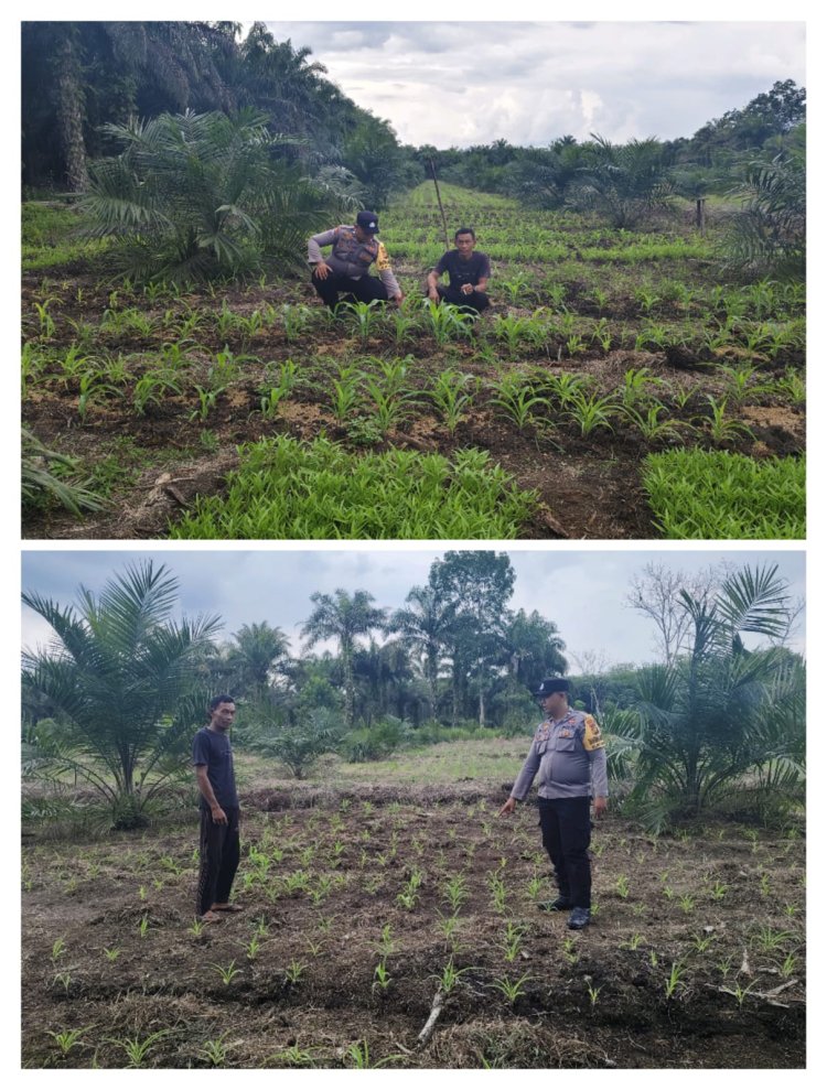 Bhabinkamtibmas Bukit Kapur Dampingi Petani Cek Perkembangan Jagung Pipil, Tanaman Tumbuh Subur di Lahan 1,5 Hektar