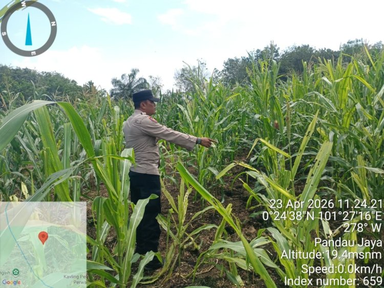 Hadapi Kemarau dan Hama Ulat, Bhabinkamtibmas Pandau Jaya Dampingi Kelompok Tani Pantau Tanaman Jagung Pipil