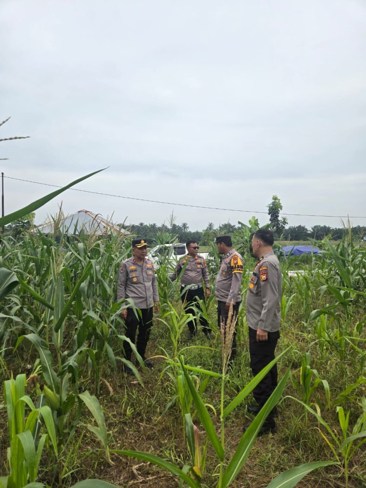 Kapolsek Siak Hulu Tinjau Jagung Pipil di Lahan Ponpes Ma'had Islam Riau, Prediksi Panen 20 Mei 2026