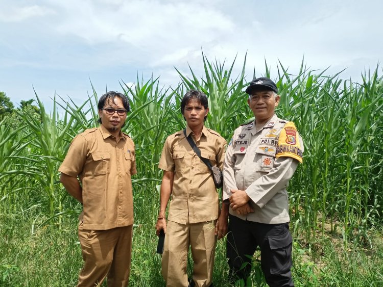 Bhabinkamtibmas Kumbara Utama Dampingi Kelompok Tani Tunas Harapan, Kawal Jagung Pipil dari Tanam hingga Strategi Pemasaran