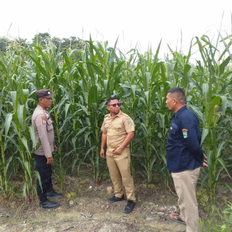 Memasuki Masa Pembuahan, Bhabinkamtibmas Seminai dan Dinas Pertanian Monitor Jagung Pipil di Lahan Polsek Kerinci Kanan