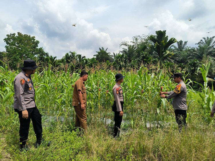 Kapolsek Kerinci Kanan Turun Langsung Cek Kebun Jagung Pipil di Kampung Buatan Baru, Dukung Cita-Cita Indonesia Jadi Lumbung Pangan