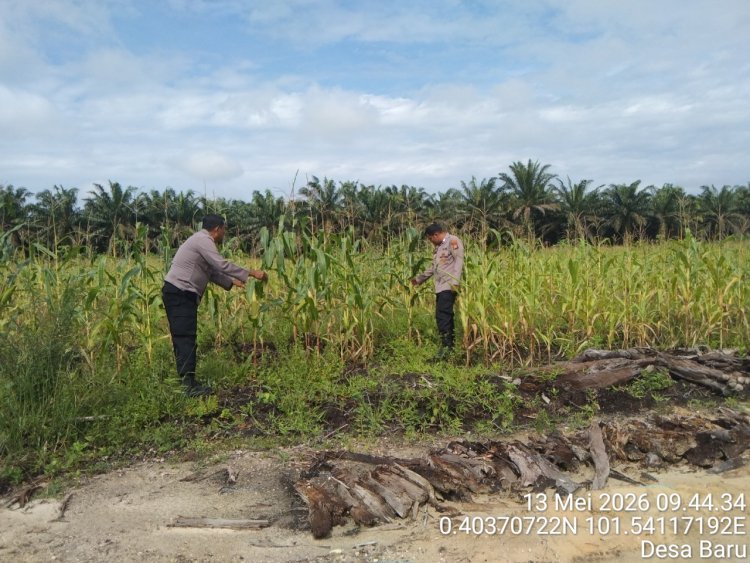 Dukung Swasembada Pangan 2026, Polsek Siak Hulu Cek Perkembangan Lahan Jagung Pipil di Desa Baru