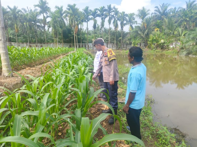 Dukung Ketahanan Pangan, Bhabinkamtibmas dan Penghulu Cek Lahan Jagung Pipil di Gabung Makmur