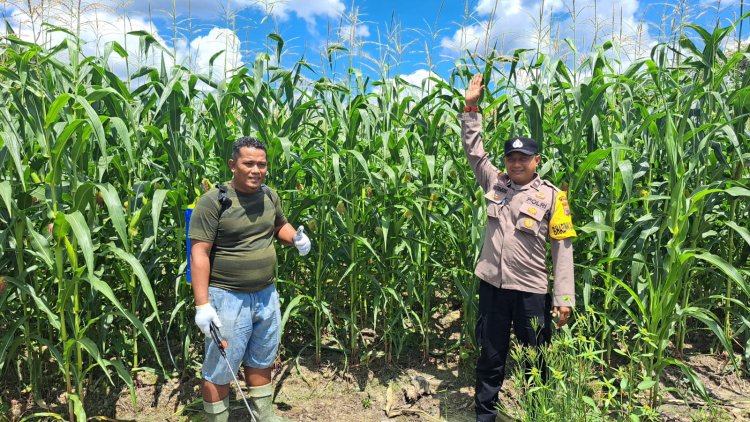 Optimalkan Hasil Panen, Bhabinkamtibmas Polsek Kerinci Kanan Dampingi Penyemprotan Pupuk Lahan Jagung