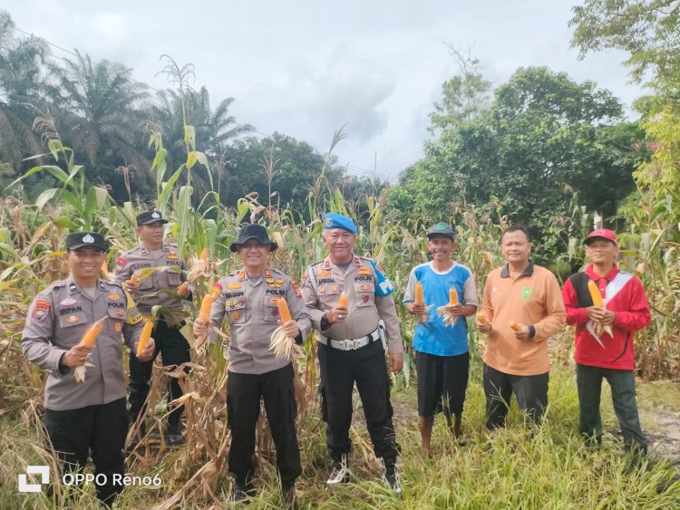 Dukung Ketahanan Pangan, Tiga Desa Binaan Polsek Kampar Kiri Hilir Hasilkan 3 Ton Jagung Pipil