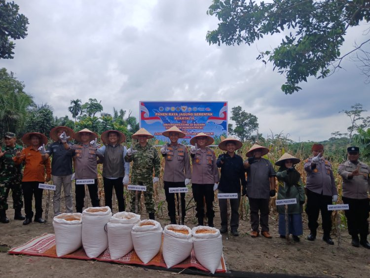Dukung Program Pemerintah, Polsek Kampar Gelar Panen Jagung Serentak di Ranah Singkuang
