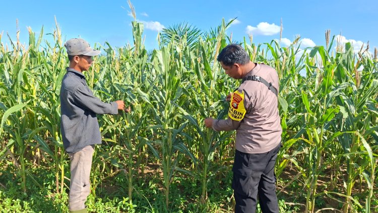 Bukan Sekadar Jaga Kamtibmas, Bhabinkamtibmas Polsek Bagan Sinembah Turun Langsung ke Lahan Jagung Dukung Asta Cita