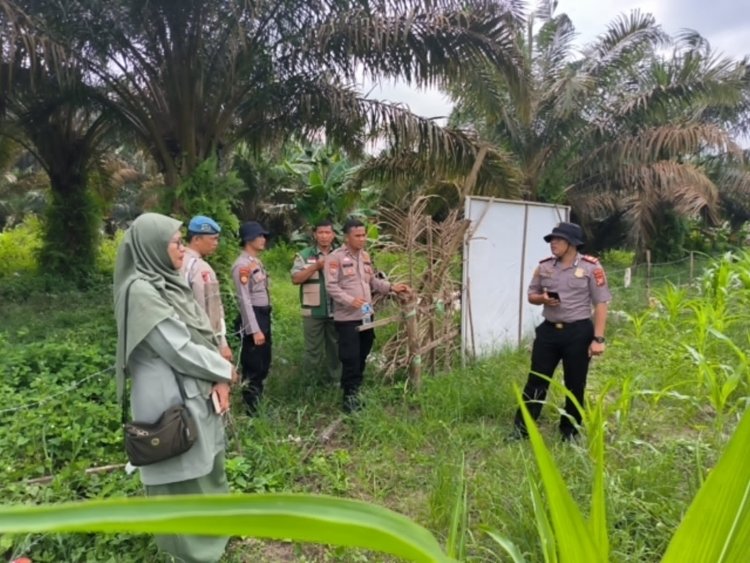 Kapolsek Kerinci Kanan Turun Langsung Monitor Jagung Pipil di Kerinci Kiri, Wujudkan Polri Cinta Petani
