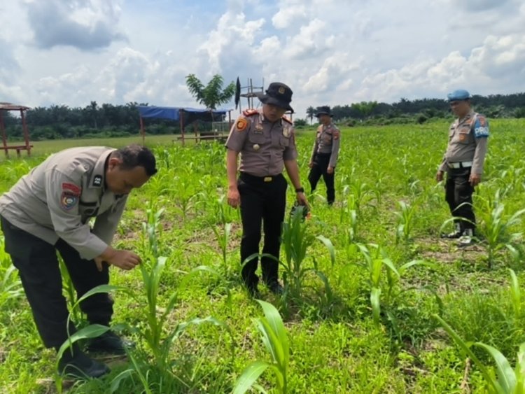 Kapolsek Kerinci Kanan Turun Langsung Monitoring Lahan Ketahanan Pangan Jagung Pipil di Bukit Agung