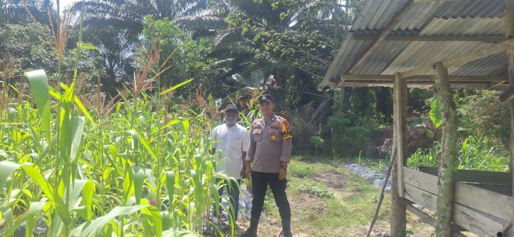 Bhabinkamtibmas Kampung Buatan Baru Monitoring Lahan Jagung Pipil Dukung Swasembada Pangan 2026