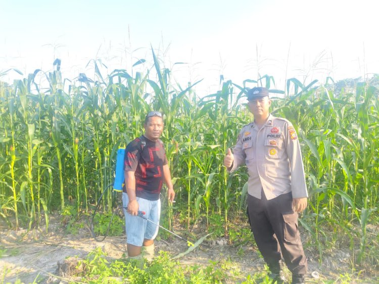 Bhabinkamtibmas Kampung Jati Mulya Awasi Penyemprotan Insektisida Jagung Pipil Dukung Ketahanan Pangan Nasional