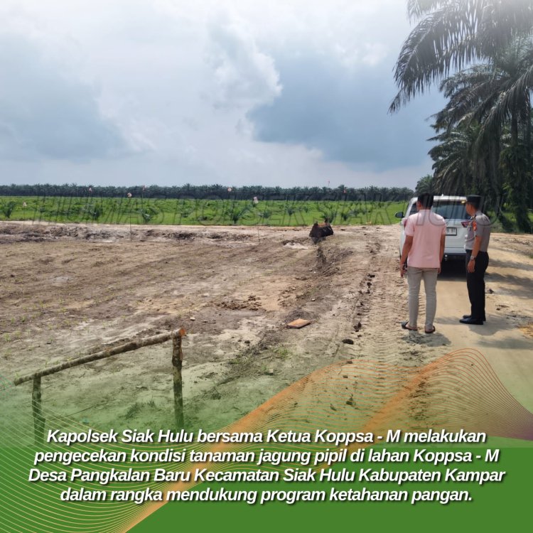 Pastikan Progres Tepat Target, Kapolsek Siak Hulu Kembali Cek Lahan Jagung 10 Hektare di Pangkalan Baru