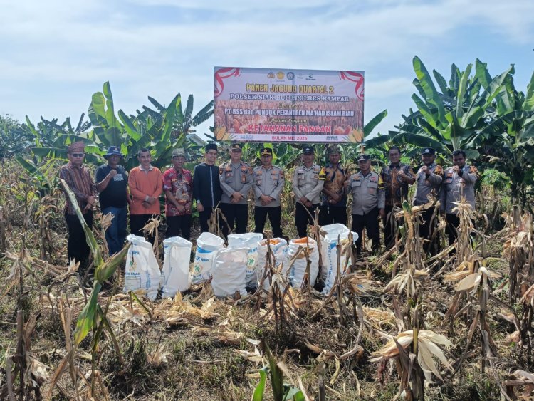 Polsek Siak Hulu Bersama Ponpes MIR Sukses Panen 1,3 Ton Jagung Pipil Dukung Ketahanan Pangan Nasional