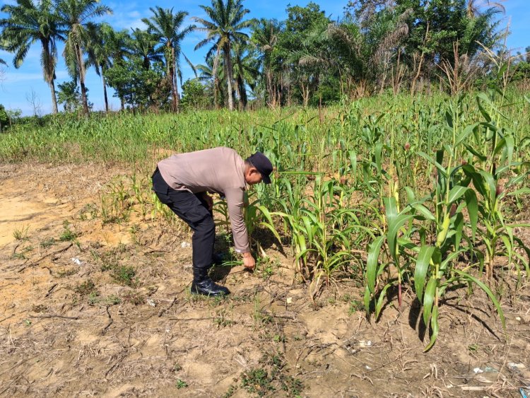 Polsek Bagan Sinembah Awasi Jagung Pipil Demi Suksesnya Program Strategis Ketapang