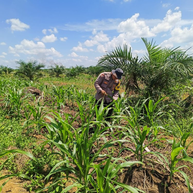 Jagung Pipil Tumbuh Subur, Polsek Bagan Sinembah: Ini Komitmen Polri untuk Pangan