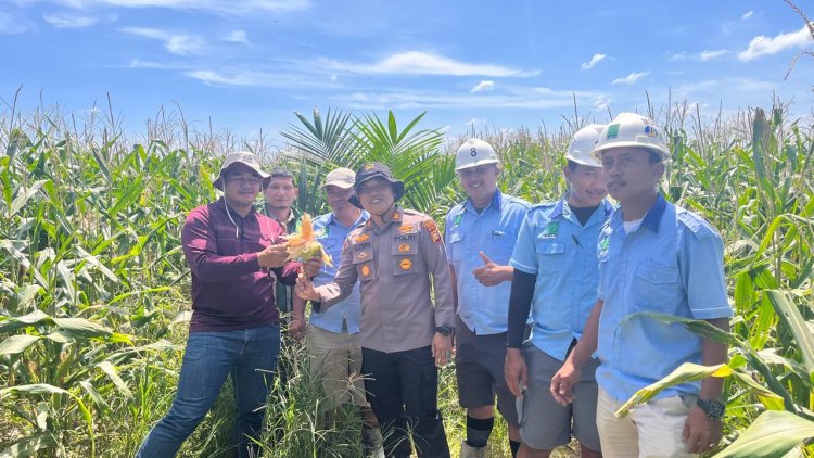 Polsek Kerinci Kanan Monitoring Kebun Jagung di Lahan PT MSSP, Temukan Hama Lalat Buah Menyerang Tanaman