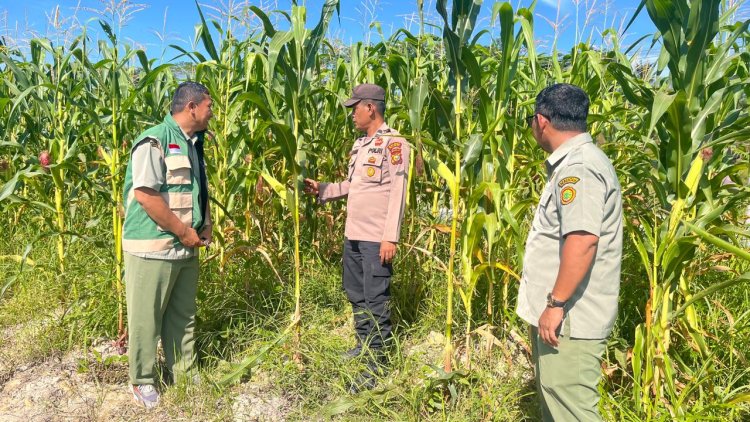 Bhabinkamtibmas Polsek Kerinci Kanan Bersama PPL Cek Kebun Jagung Samping Mako, Tanaman Mulai Berbuah