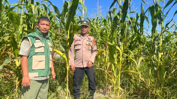 Kawal Ketahanan Pangan di Buatan Baru, Brigadir Malik F Affandy Turun Langsung Cek Kebun Jagung Warga